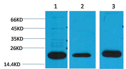 PRDX1 Polyclonal Antibody