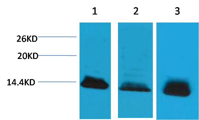 Histone H4 Polyclonal Antibody