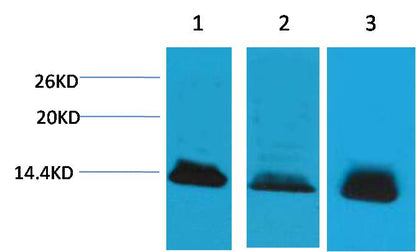 Histone H4 Polyclonal Antibody