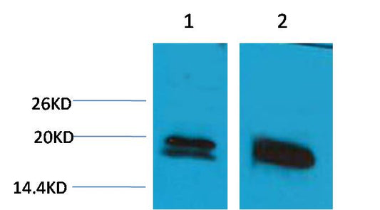 Histone H1 Polyclonal Antibody