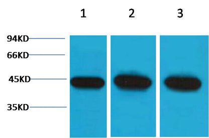 Alpha-Smooth Muscle Actin Polyclonal Antibody