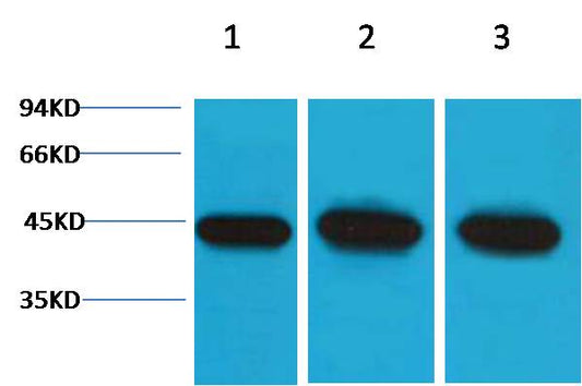 Alpha-Smooth Muscle Actin Polyclonal Antibody