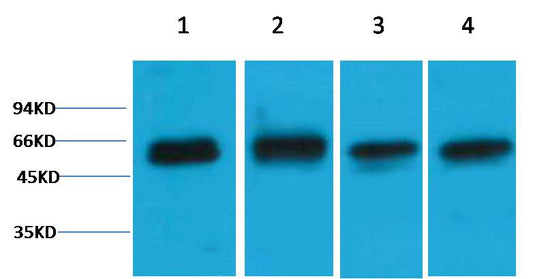 Akt3 Polyclonal Antibody