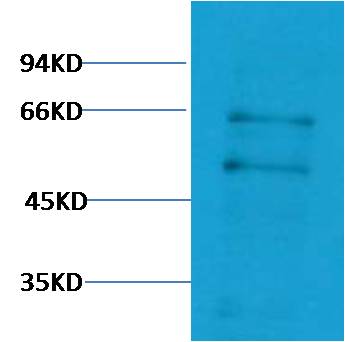 c-Myc Polyclonal Antibody