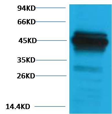Cytokeratin18 Polyclonal Antibody