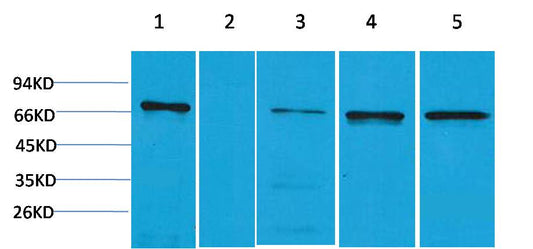 ZNF499 Polyclonal Antibody