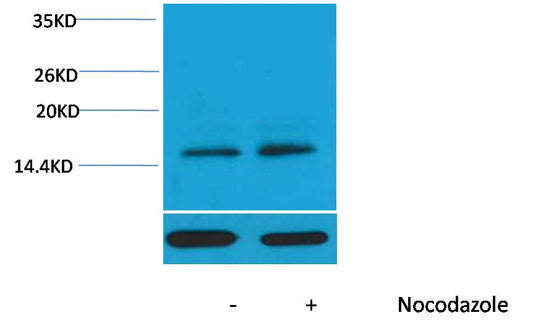 Histone H3 (Phospho Thr11) Polyclonal Antibody