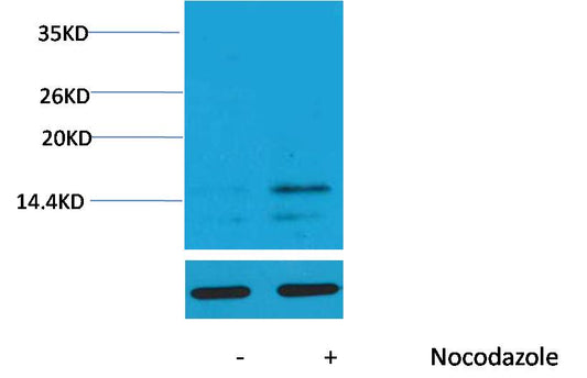 Histone H3 (Phospho Ser28) Polyclonal Antibody