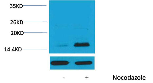 Histone H3 (Phospho Thr32) Polyclonal Antibody