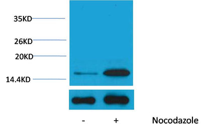 Histone H3 (Phospho Tyr41) Polyclonal Antibody