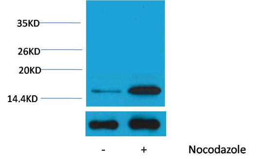Histone H3 (Phospho Tyr41) Polyclonal Antibody
