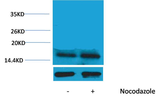 Histone H3 (Phospho Thr45) Polyclonal Antibody