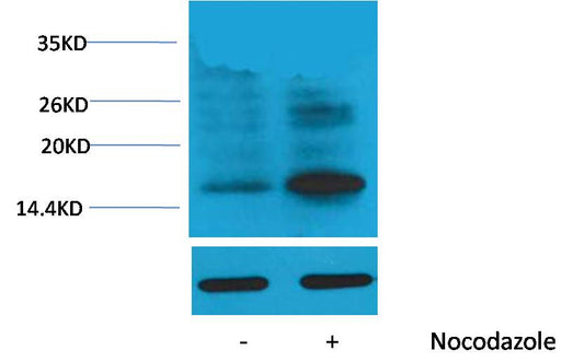 Histone H3 (Phospho Thr118) Polyclonal Antibody