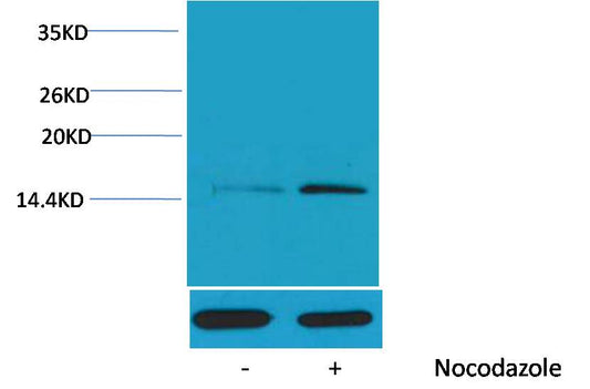Histone H4 (Phospho Ser1) Polyclonal Antibody