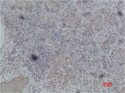 Histone H4 (Phospho Ser47) Polyclonal Antibody