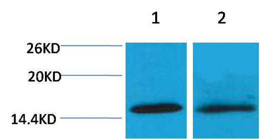 Histone H4 (Di Methyl Lys20) Polyclonal Antibody
