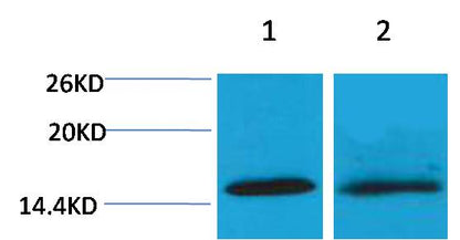 Histone H4 (Tri Methyl Lys20) Polyclonal Antibody