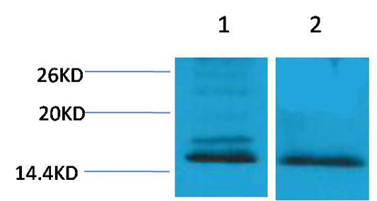 Histone H4 (Di Methyl Lys59) Polyclonal Antibody