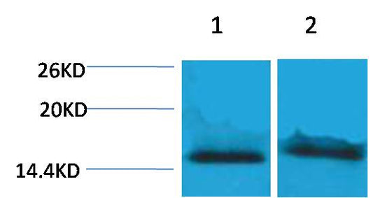 Histone H4 (Tri Methyl Lys59) Polyclonal Antibody