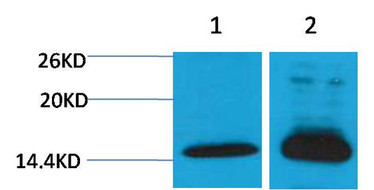Histone H4 (Di Methyl Lys79) Polyclonal Antibody