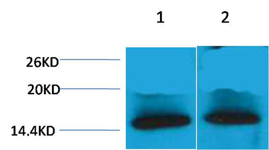 Histone H4 (Tri Methyl Lys79) Polyclonal Antibody