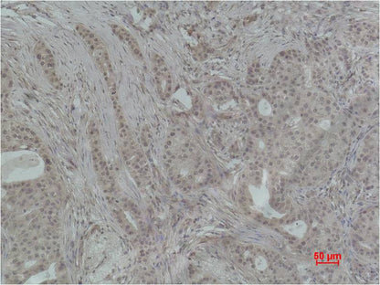 Histone H4 (Tri Methyl Lys79) Polyclonal Antibody