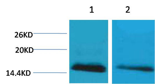 Histone H2B (Mono Methyl Lys5) Polyclonal Antibody