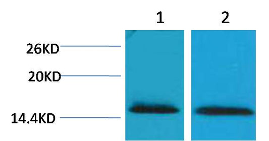 Histone H2B (Tri Methyl Lys43) Polyclonal Antibody