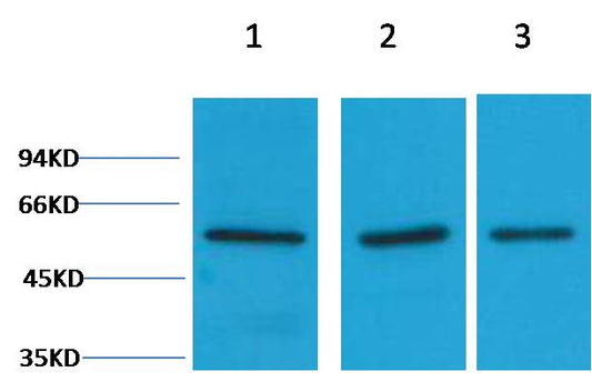 Vimentin Polyclonal Antibody