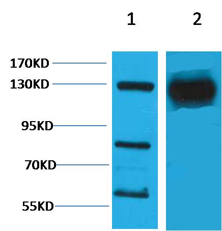HIF-1Alpha Polyclonal Antibody