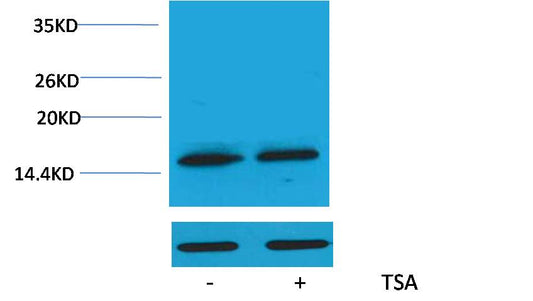 Histone H3 (Acetyl Lys79) Polyclonal Antibody
