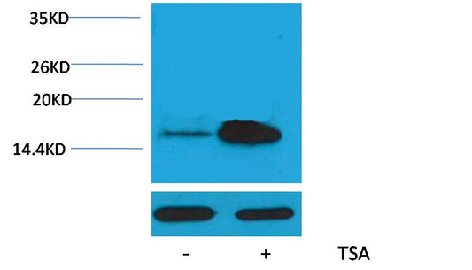 Histone H2A (Acetyl Lys5) Polyclonal Antibody