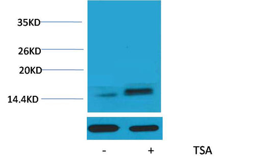 Histone H2A.Z (Acetyl Lys7) Polyclonal Antibody