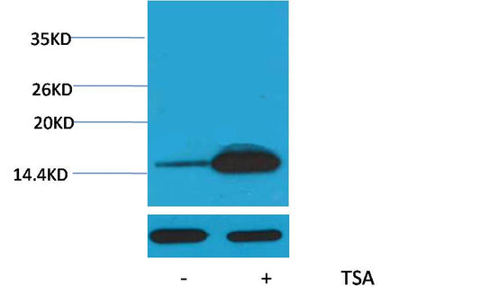 Histone H2B (Acetyl Lys12) Polyclonal Antibody