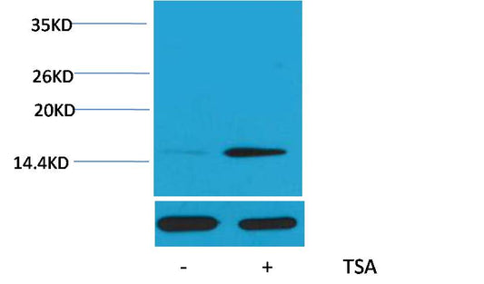 Histone H2B (Acetyl Lys20) Polyclonal Antibody