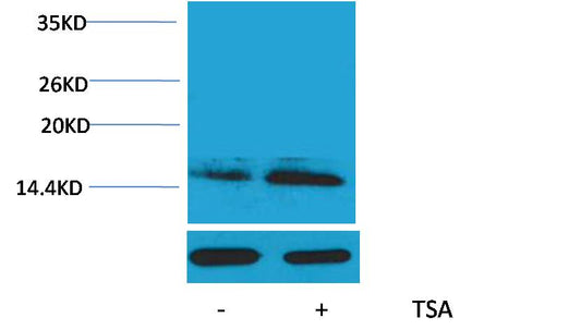 Histone H2B (Acetyl Lys23) Polyclonal Antibody