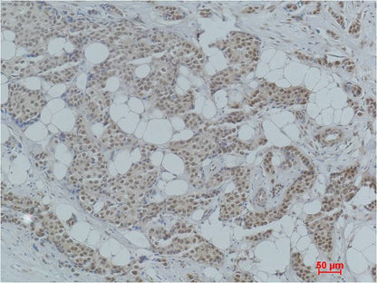 Histone H4 (Acetyl Lys12) Polyclonal Antibody
