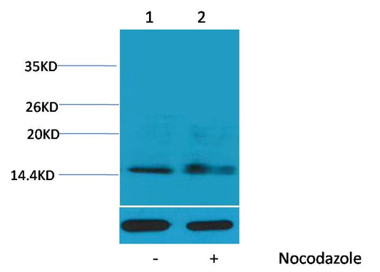 Histone H1 (Phospho Ser1) Polyclonal Antibody
