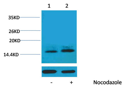 Histone H1 (Phospho Thr3) Polyclonal Antibody