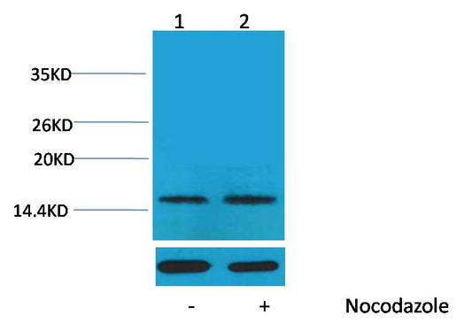 Histone H1 (Phospho Thr17) Polyclonal Antibody