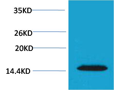 Histone H2A.X (Phospho Thr120) Polyclonal Antibody
