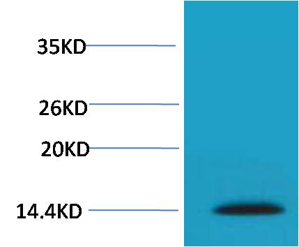 Histone H2A.X (Phospho Ser139) Polyclonal Antibody