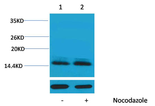 Histone H2B (Phospho Ser14) Polyclonal Antibody