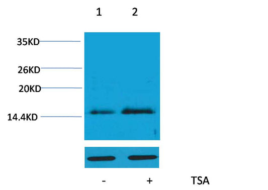 Histone H4 (Acetyl Lys16) Polyclonal Antibody