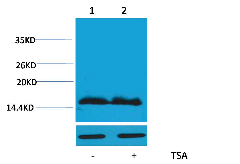 Histone H4 (Acetyl Lys91) Polyclonal Antibody