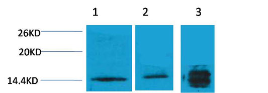 Histone H3 (Tri Methyl Lys4) Polyclonal Antibody
