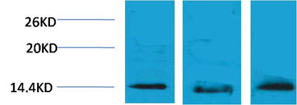 Histone H2B (Tri Methyl Lys5) Polyclonal Antibody