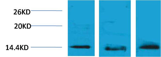 Histone H2B (Tri Methyl Lys5) Polyclonal Antibody