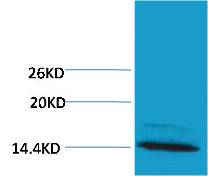 Histone H4 (Mono Methyl Arg3) Polyclonal Antibody