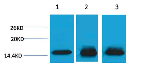 Histone H3 (Mono Methyl Lys4) Polyclonal Antibody